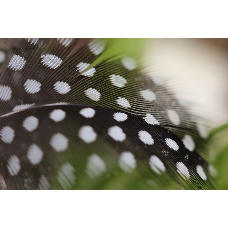 Environment Friendly Decorative Murals Feather Bedroom Wall Murals Wallpaper