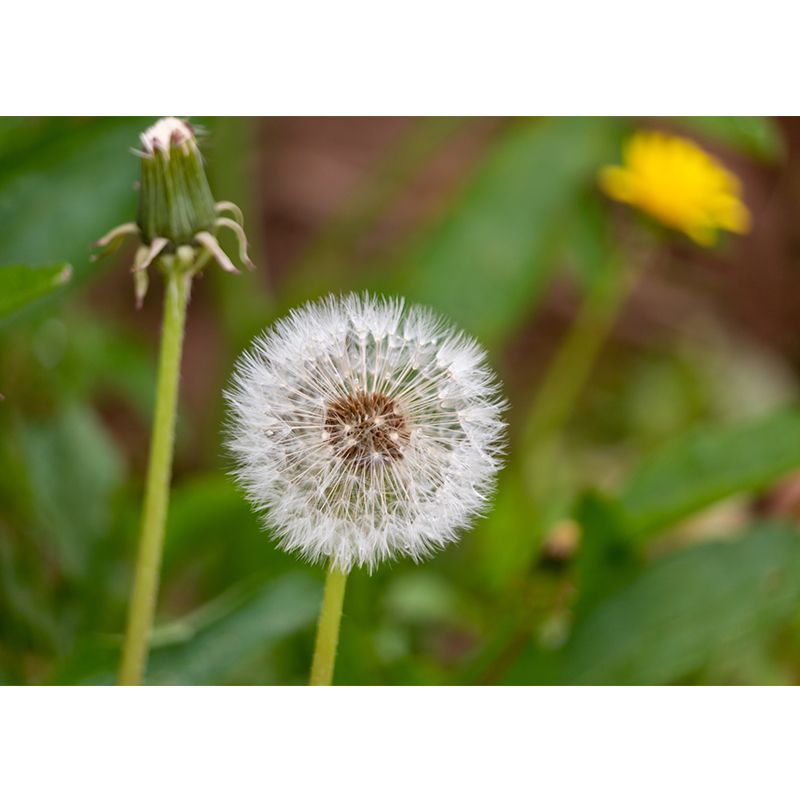 Minimalism White Dandelion Plant Murals Wallpaper Waterproof Bedroom Wall Decoration