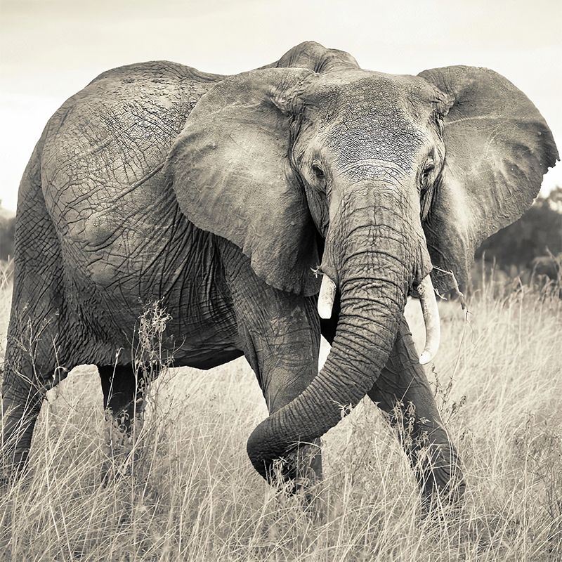Whole Photo Style Minimalist Mural Wallpaper for Guest Room Decoration with Elephant Design in Grey