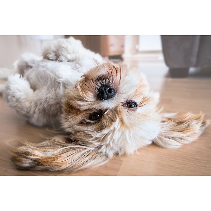 Modern Photography Mural Wallpaper Pet Dog Indoor Wall Mural