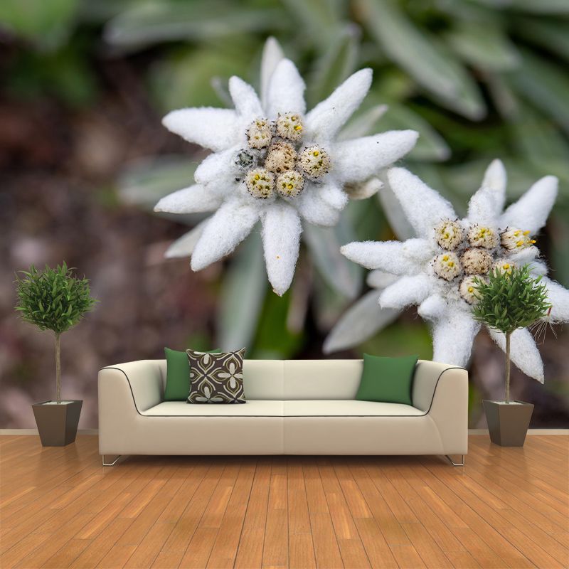 Edelweiss Mural Wallpaper Environmental Contemporary for Living Room Bedroom