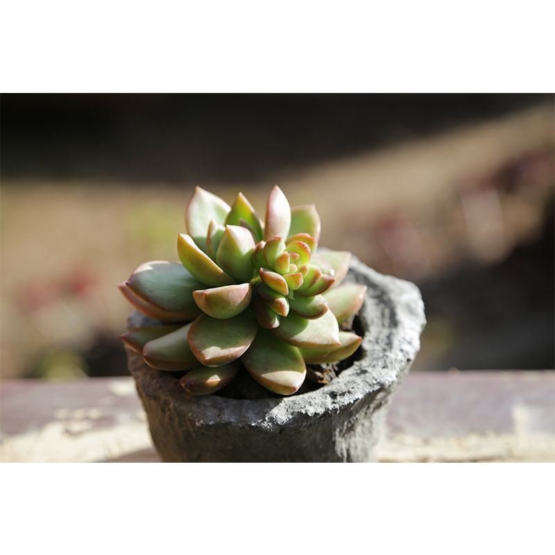 Vivid Plants Contemporary Wall Mural Moisture Resistant Decoration for Bedroom