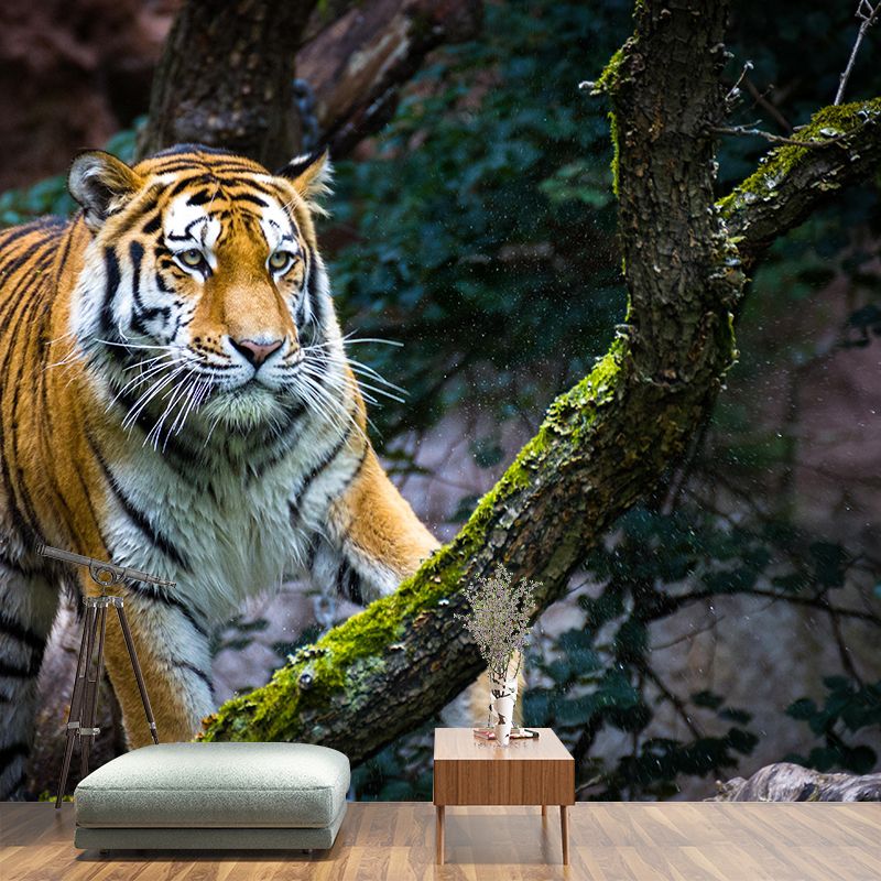 Handsome Tiger Mural Contemporary Photography for Living Room Decoration