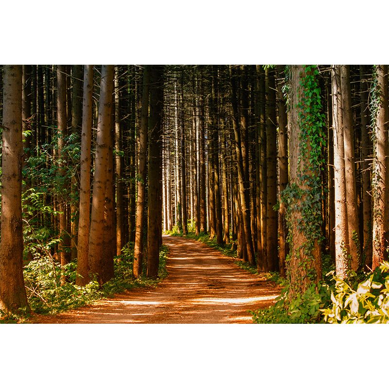 Photography Stain Resistant Wall Mural Forest Sitting Room Wallpaper
