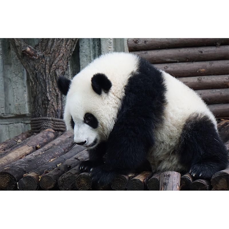 Customized Panda Wall Mural Contemporary Photography for Bedroom Living Room