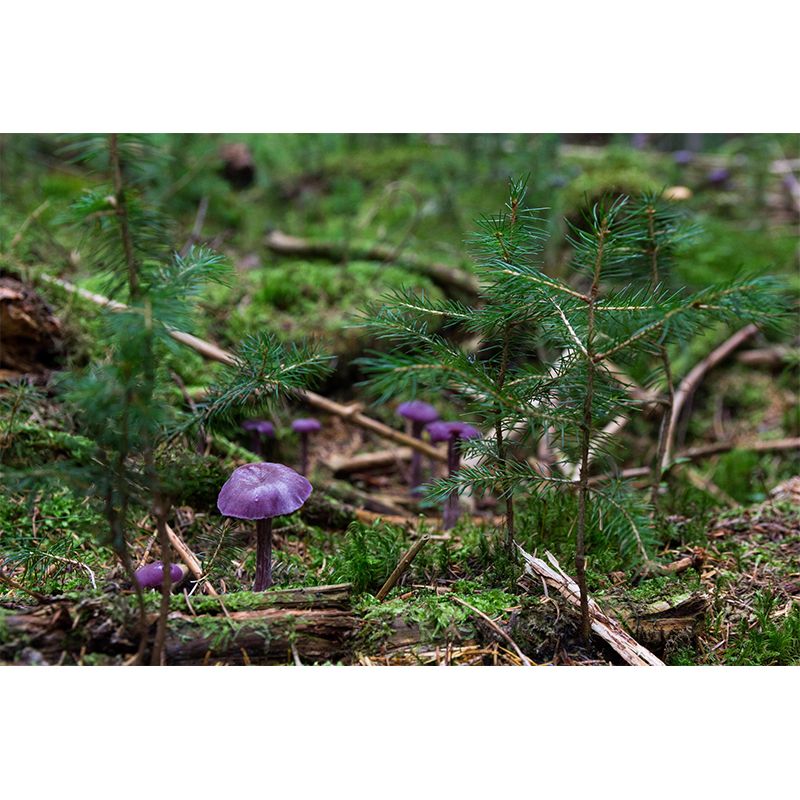 Modernist Mushroom Plant Wall Mural Decal Photography Stain Resistant for Kitchen