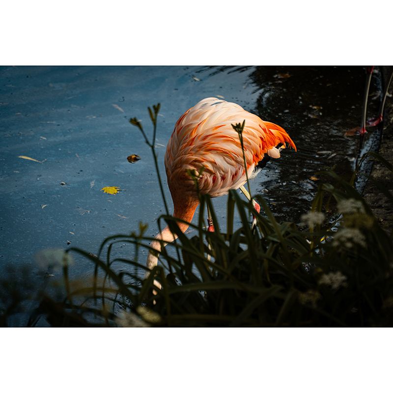 Flamingo Wall Mural Tropical Living Room Wall Covering, Personalized Size Available