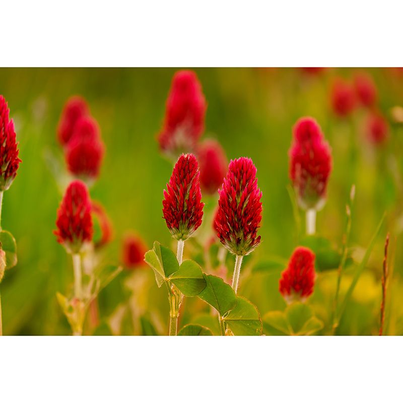 Customized Moisture Resistant Mural Wallpaper Decal Rose Clover Wall Decor