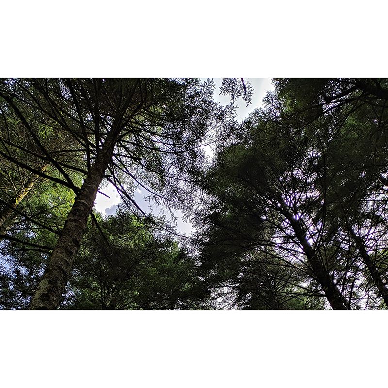 Dense Forest Wall Mural Decal for Living Room, Moisture Resistant, Custom Size Available