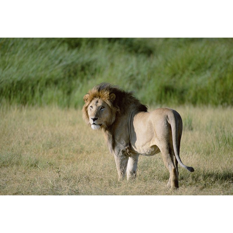 Lion in Savannas Wall Mural Modern Style Smooth Wall Art in Green for Living Room