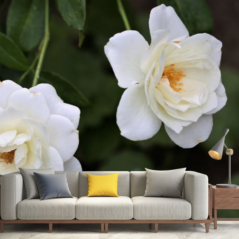 Rose Flower Mural Wallpaper Full Size Minimalist Wall Mural for Gust Room