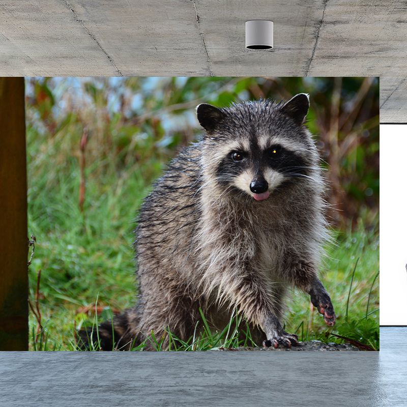 Raccoon Mural Wallpaper Contemporary Style Wall Covering for Living Room