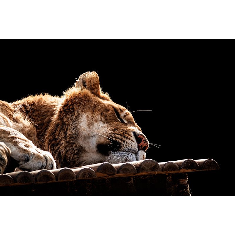 Modern Lioness Mural Wallpaper Moisture Resistant Living Room Wall Covering