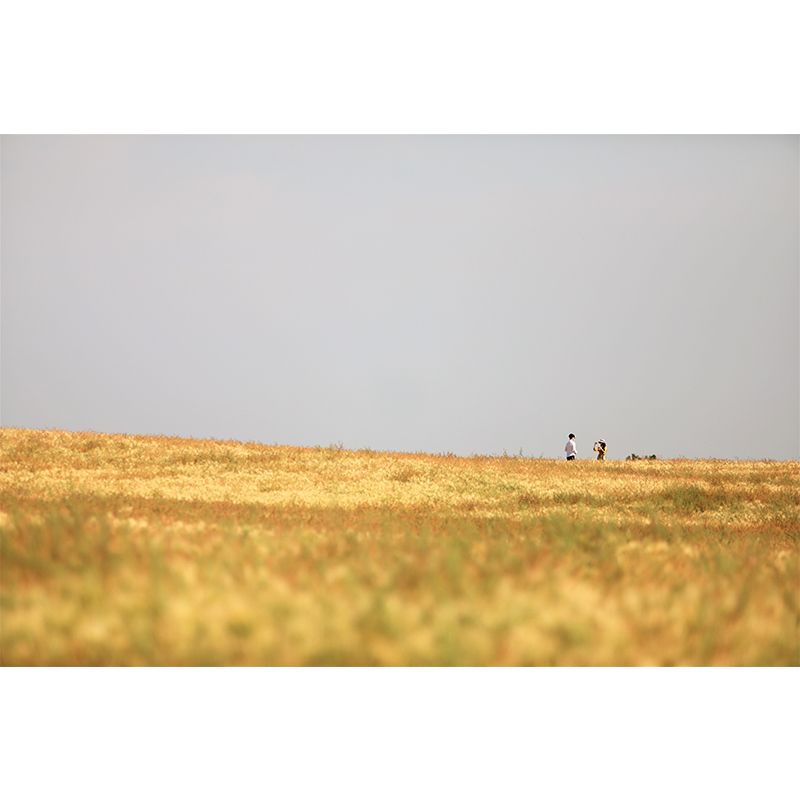 Contemporary Wheat Field Landscapes Mural Wall Decor Mildew Resistant Wall Mural Wall Art