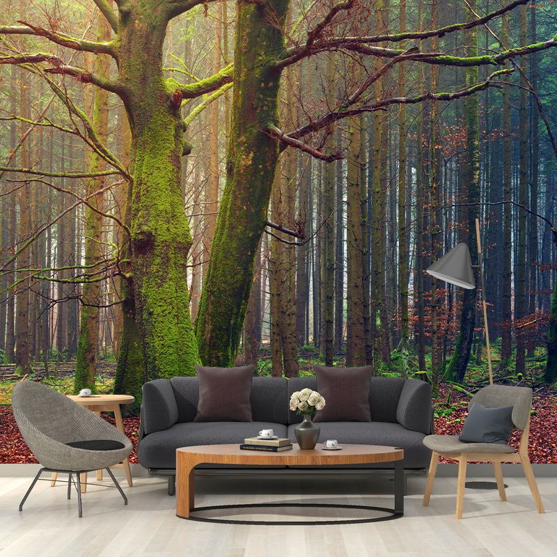 Photography Forest Environment Friendly Wall Mural Drawing Room Wallpaper