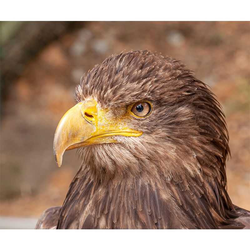 Wild Animal Print Mildew Resistant Wall Mural Wallpaper Bedroom Wall Mural