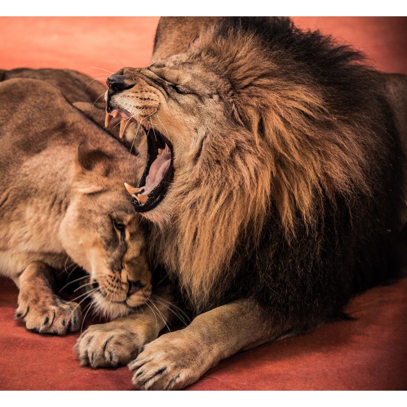 Brown Sleepy Lions Mural Wallpaper Moisture Resistant Wall Covering for Accent Wall