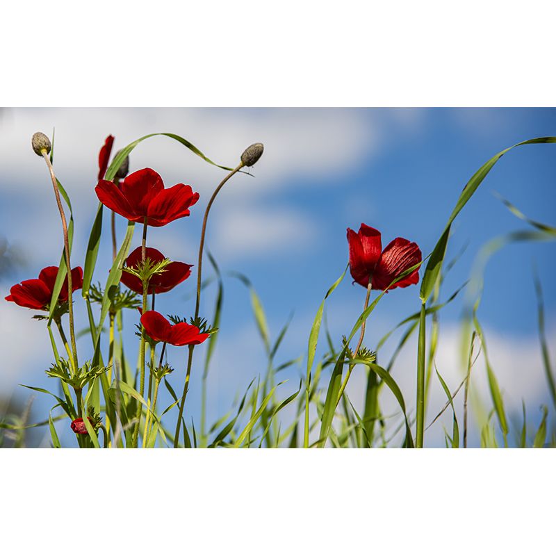 Contemporary Wall Mural for Bedroom Decor with Blossoming Flower Design