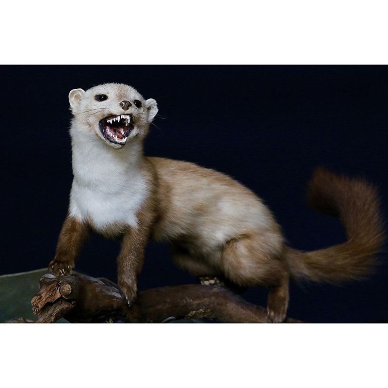 Weasel Contemporary Wall Mural Modernist Wall Covering for Bedroom Decor