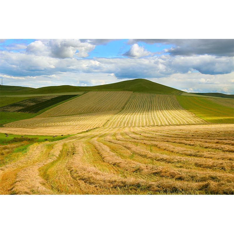 Contemporary Wheat Field Wall Mural Soft Color Waterproofing Wall Art for Gust Room