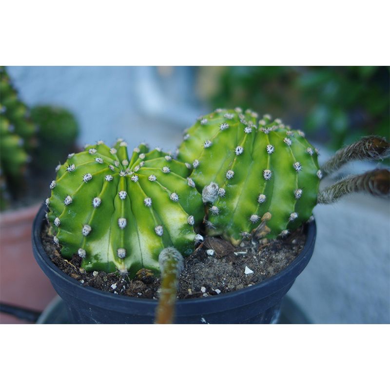 Customized Modern Plants Mural Wallpaper with Cactus Pattern Mildew Resistant