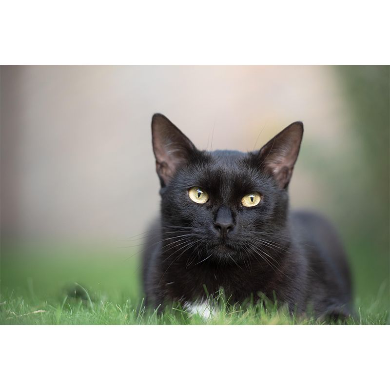 Customized Cat Wall Mural Wallpaper Horizontal Photography for Sitting Room