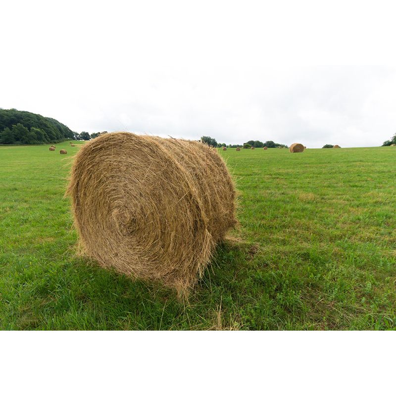 Vast Cornfield Wall Mural Contemporary Decorative Kitchen Wall Art, Custom Size Available