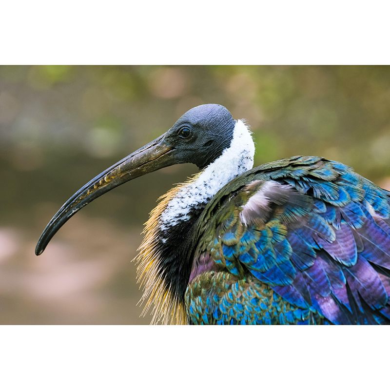 Wild Animal Contemporary Style Mural Mildew Resistant Bedroom Wall Art