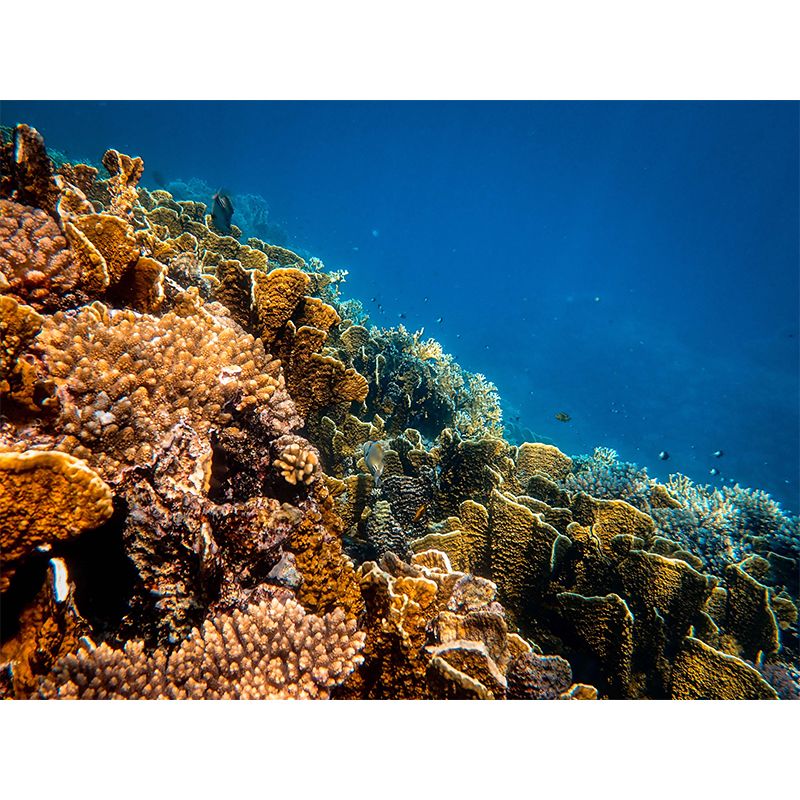 Undersea Photography Mildew Resistant Wallpaper Living Room Wall Mural