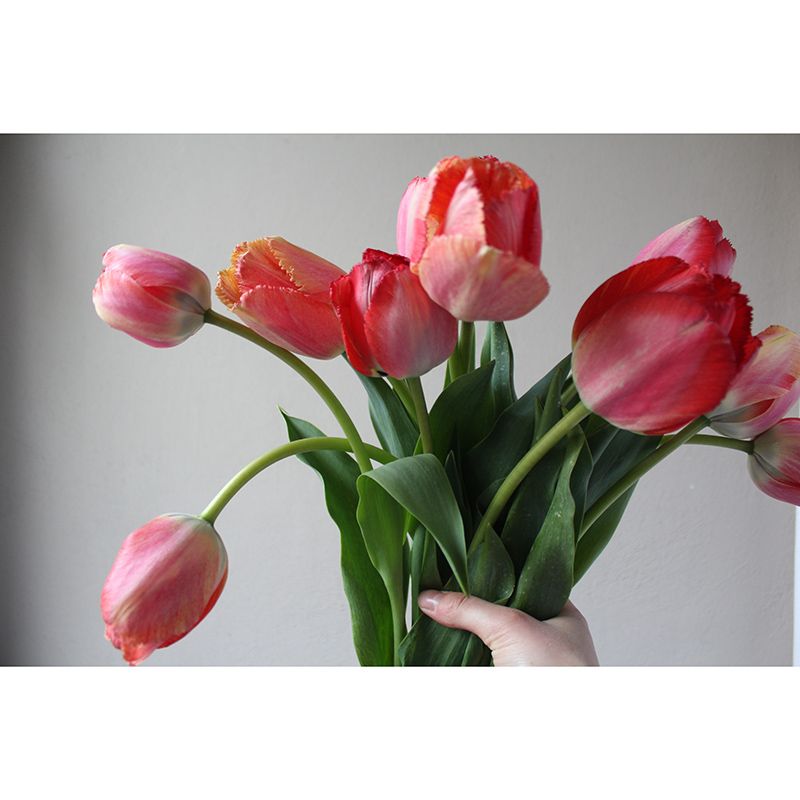 Beautiful Tulip Flower Mural Wallpaper Bedroom Wall Decor, Customized Size Available