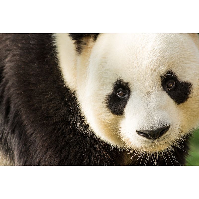 Cute Panda Mural Wallpaper Living Room Decoration, Personalized Size Available