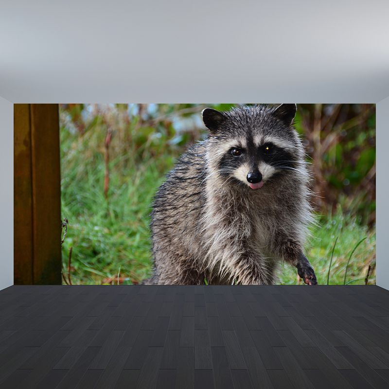 Raccoon Mural Wallpaper Contemporary Style Wall Covering for Living Room