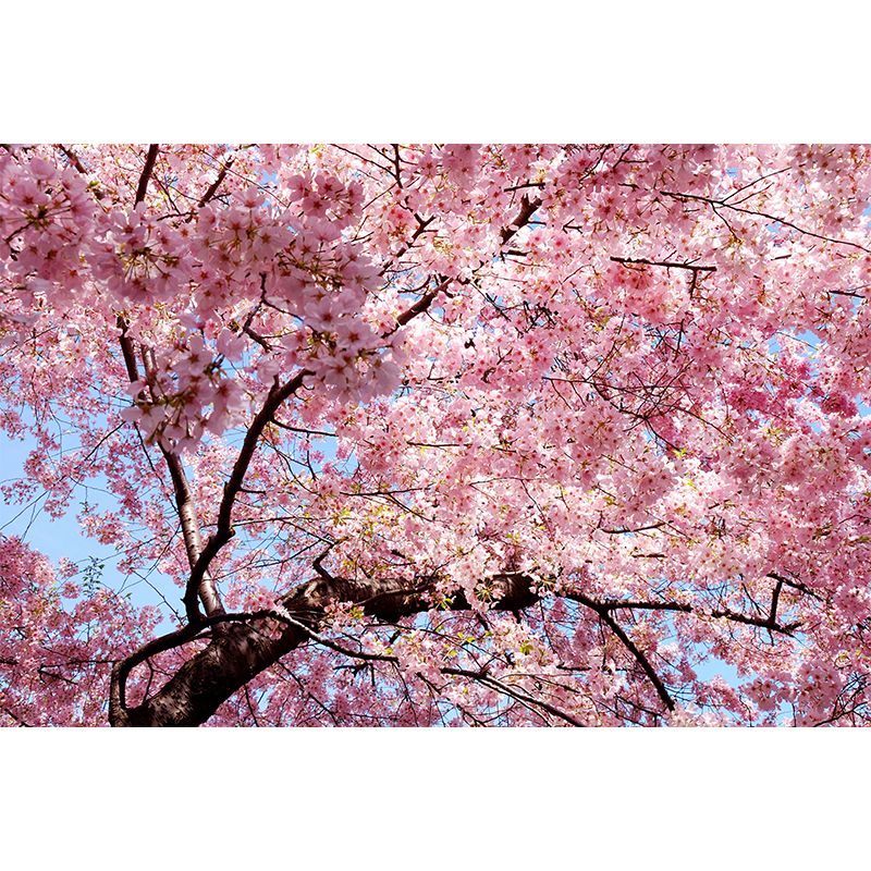 Photography Style Flower Mural Wallpaper for Interior Wall, Pink, Made to Measure