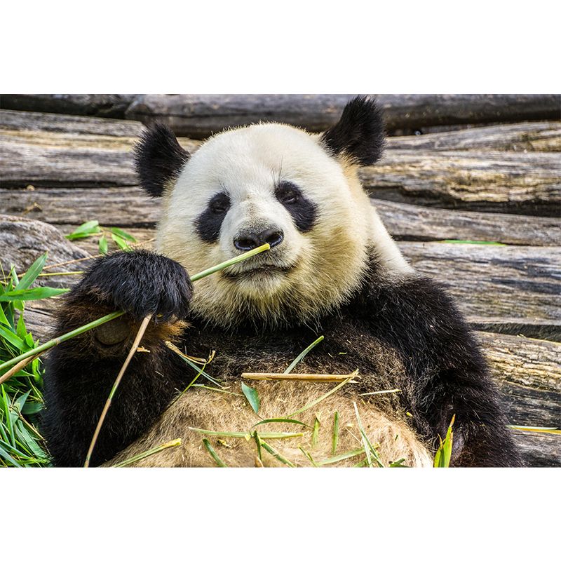 Customized Panda Wall Paper Murals Mildew Resistant Living Room Wall Decor