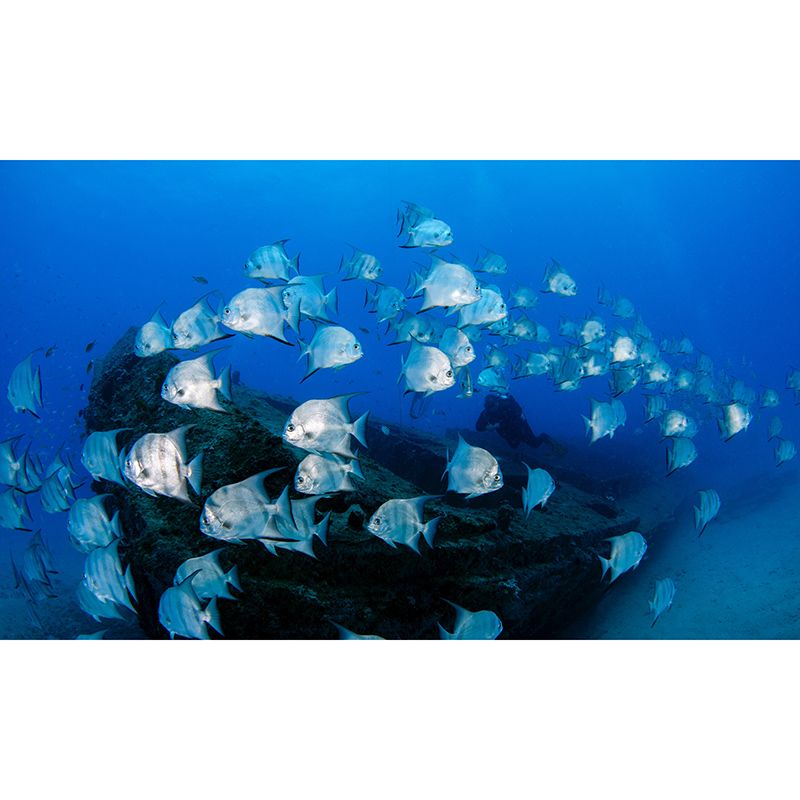 Tropical Marine Life Moisture-Resistant Mural Wallpaper, Personalized Size Available