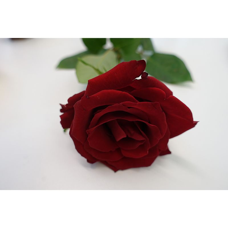 Elegant Rose Mural Wallpaper Washable Wall Covring for Girls' Bedroom Home Decor