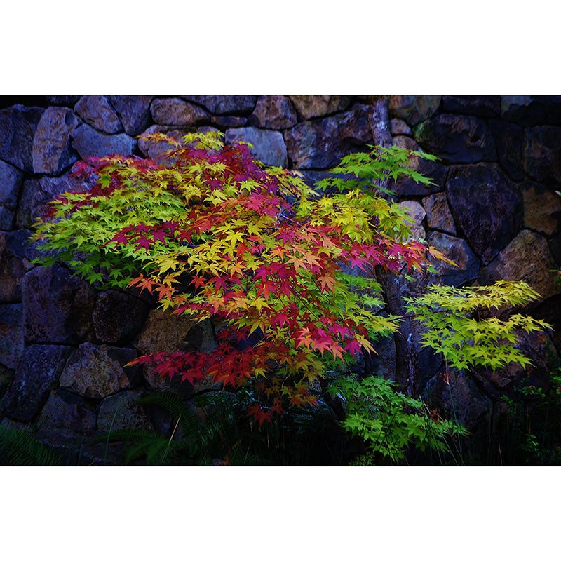 Soft Color Maple Pattern Mural Moisture Resistant Modern Style Bedroom Wall Art