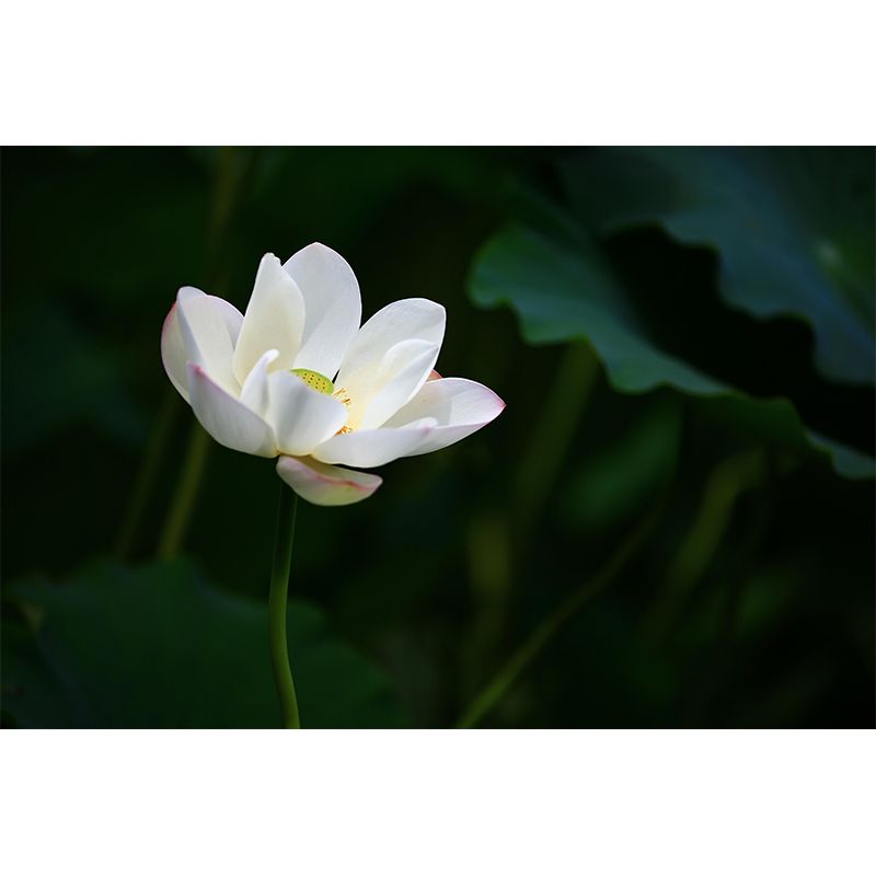 Décoration murale Lotus en fleurs pour chambre à coucher, résistante à l'humidité et couleur douce