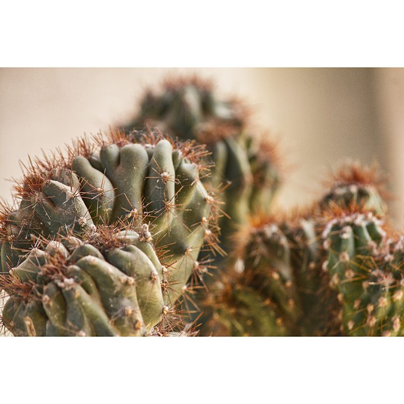 Tenacious Plant Stain Resistant Wall Covering for Sitting Room Bedroom