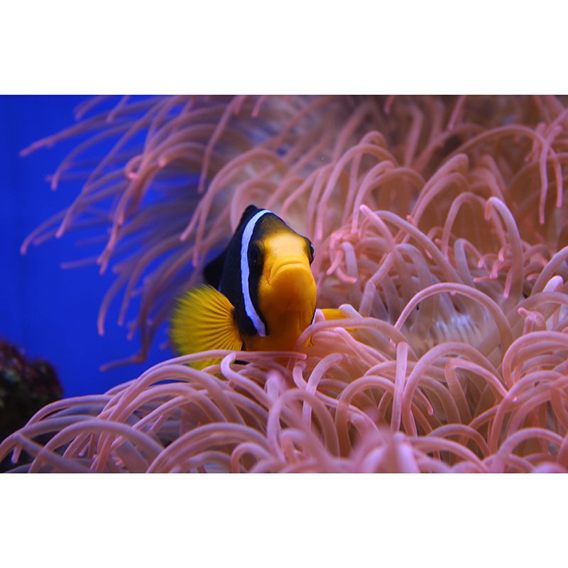 Photography Stain Resistant Mural Wallpaper Underwater World Living Room Wall Mural