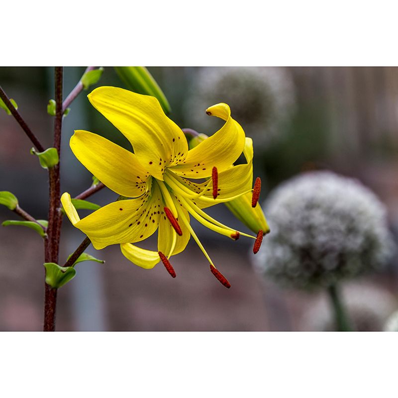 Lily Blooming Mural Wallpaper Stain Resistant Wall Covering for Sitting Room