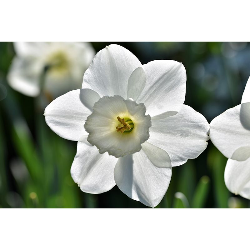 Customized Contemporary Daffodil Mural Mildew Resistant for Sitting Room Bedroom