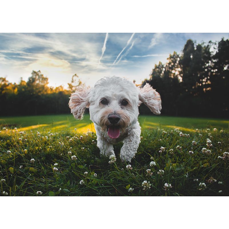 Environment Friendly Resistant Mural Wallpaper Lovely Dogs Living Room Wall Mural