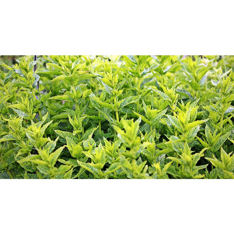 Customized Modern Plants Mural Wallpaper with Cool Mint Leaves Pattern Mildew Resistant