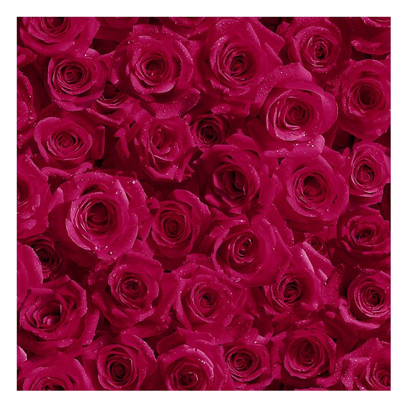 Rouleau de papier peint Rose de couleur foncée, décoration murale résistante à l'humidité, pays de fleurs, pour la maison