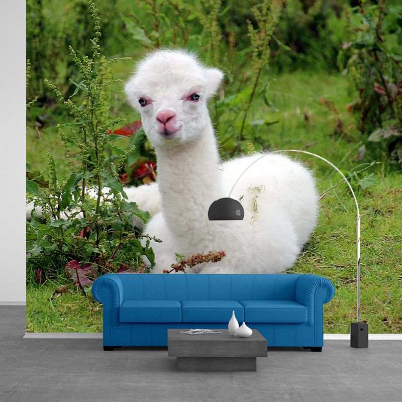 Cute Alpaca Wall Murals for Home Decoration Custom Wall Decor, Waterproofing
