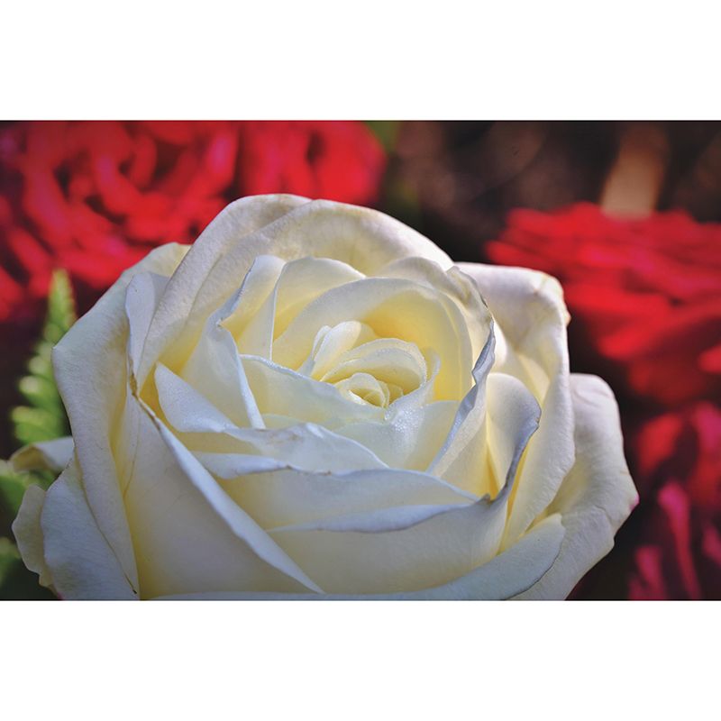 Rose Mural Wall Covering Close-Up Photography Decorative Mildew Resistant Wallpaper