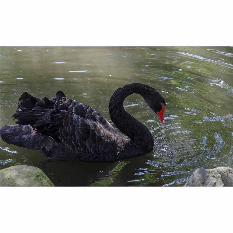 Photography Black Swan Wall Mural Decorative Mildew Resistant for Living Room