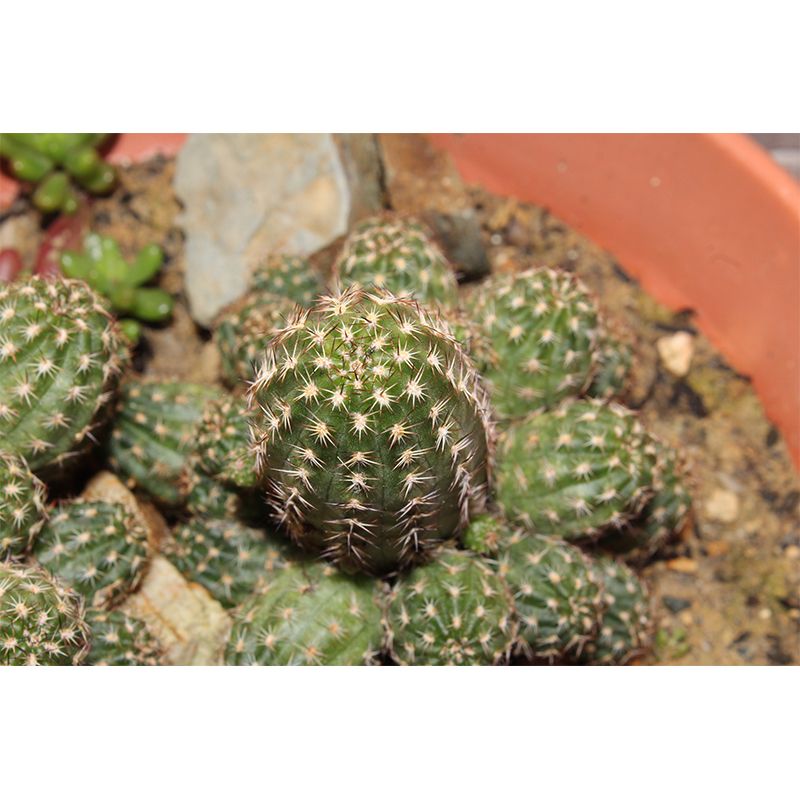 Tropical Green Plant Wall Mural for Bar Decoration Waterproof, Customized Size