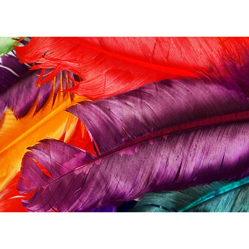 Illustration Feather Murals Extra Large Wall Covering for Home, Personalised Size